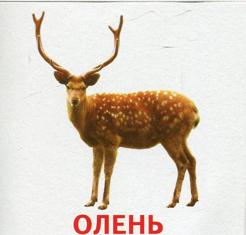 Animaux et oiseaux d'Ukraine