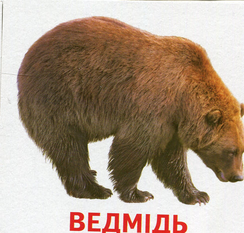 Animaux et oiseaux d'Ukraine