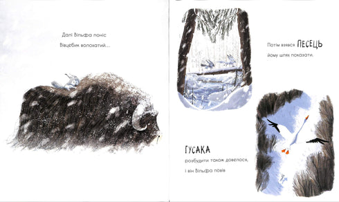 Le loup cherche le chemin vers la meute.